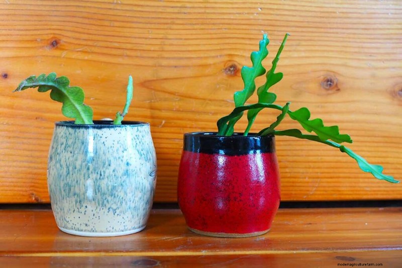 Epiphyllum Care: A Complete Guide to Growing Orchid Cacti Indoors