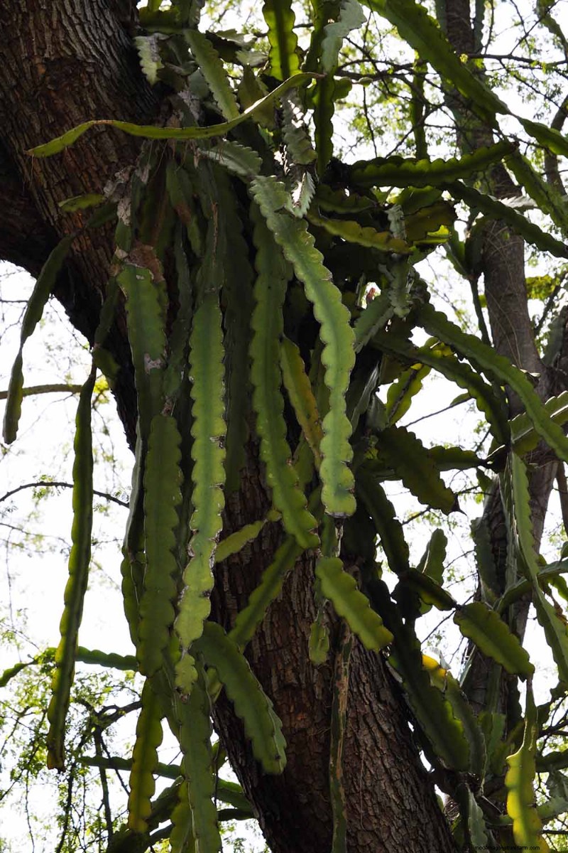 Epiphyllum Care: A Complete Guide to Growing Orchid Cacti Indoors