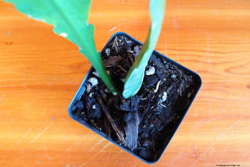 Epiphyllum Care: A Complete Guide to Growing Orchid Cacti Indoors