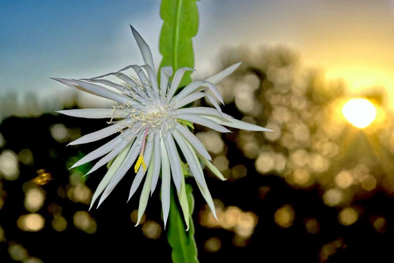 Epiphyllum Care: A Complete Guide to Growing Orchid Cacti Indoors