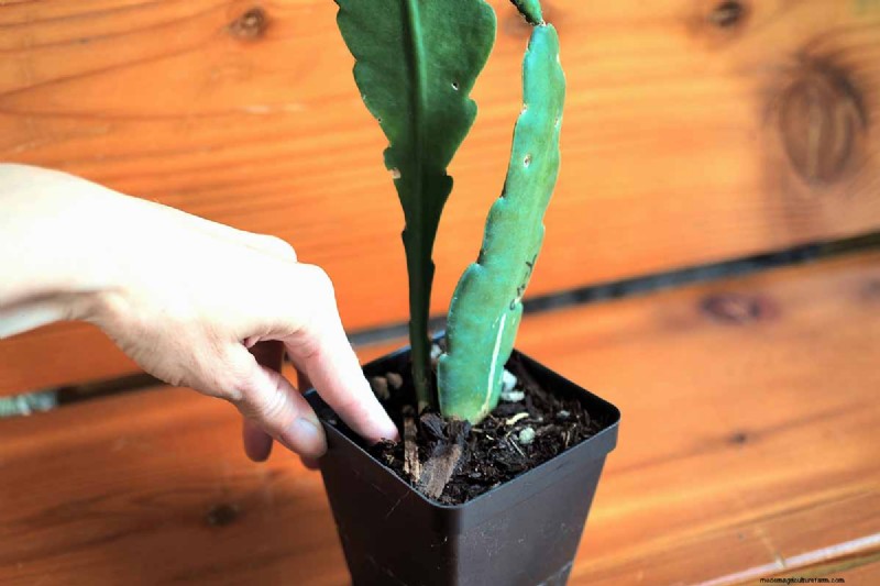 Epiphyllum Care: A Complete Guide to Growing Orchid Cacti Indoors