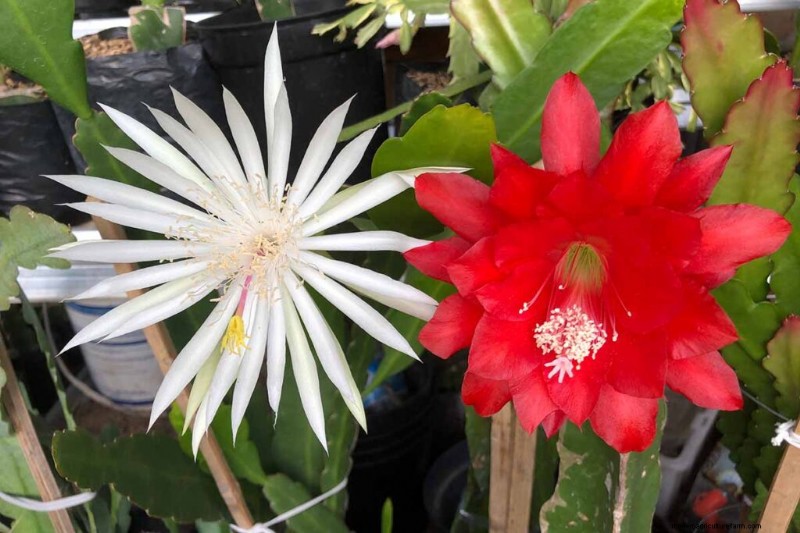 Epiphyllum Care: A Complete Guide to Growing Orchid Cacti Indoors