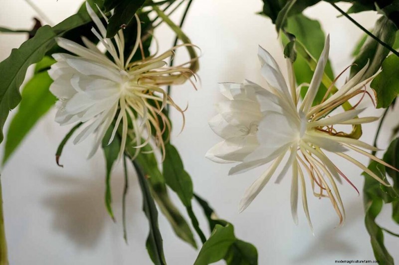 Epiphyllum Care: A Complete Guide to Growing Orchid Cacti Indoors