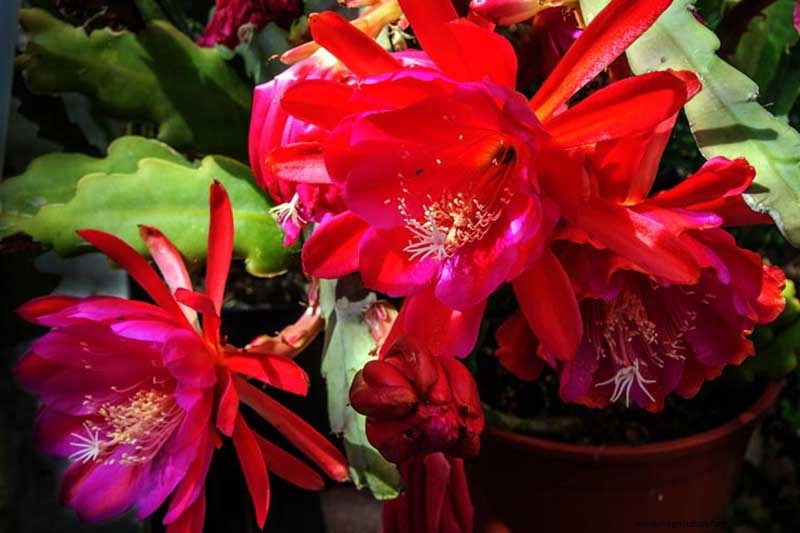 Epiphyllum Care: A Complete Guide to Growing Orchid Cacti Indoors