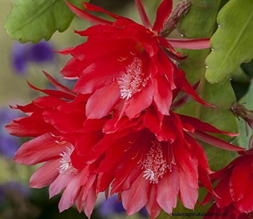 Epiphyllum Care: A Complete Guide to Growing Orchid Cacti Indoors