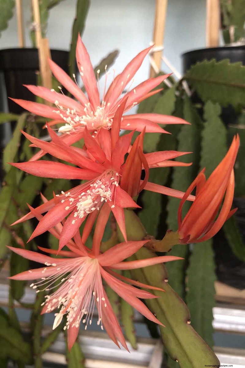Epiphyllum Care: A Complete Guide to Growing Orchid Cacti Indoors