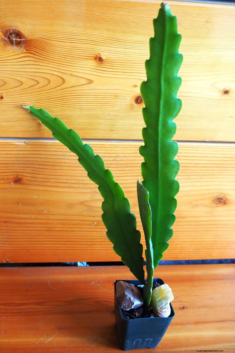 Epiphyllum Care: A Complete Guide to Growing Orchid Cacti Indoors