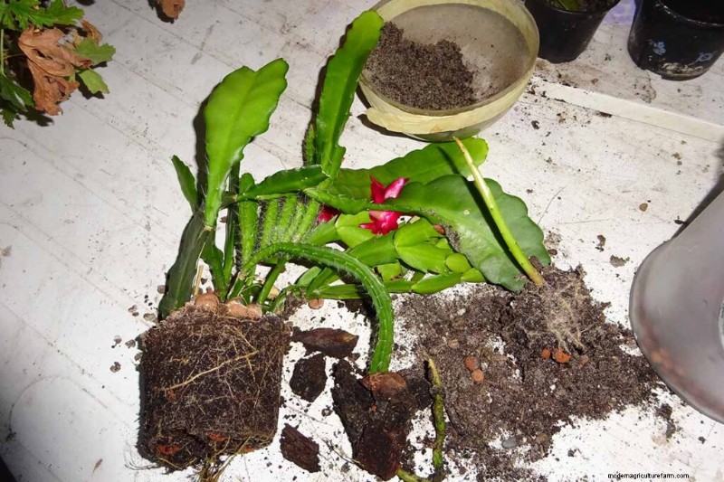 Epiphyllum Care: A Complete Guide to Growing Orchid Cacti Indoors