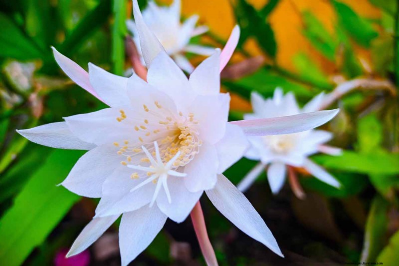 Epiphyllum Care: A Complete Guide to Growing Orchid Cacti Indoors