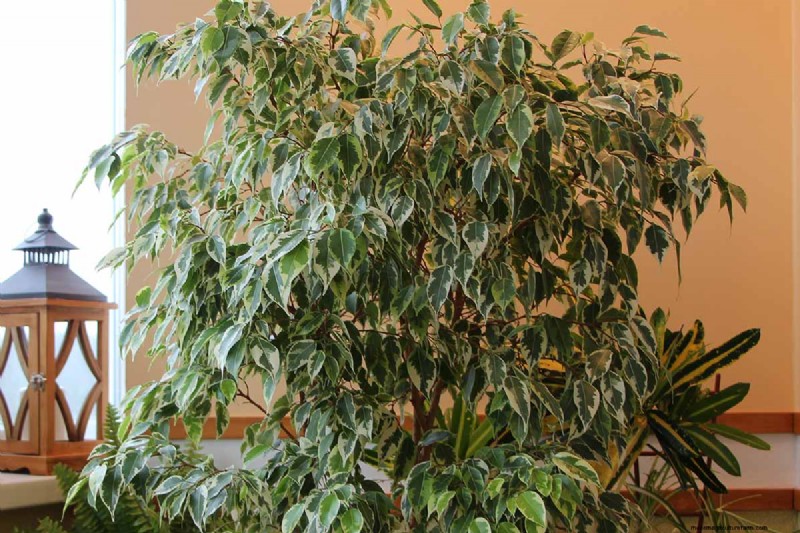 Weeping Fig Care: A Complete Guide to Growing Ficus Benjamina