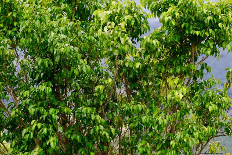 Weeping Fig Care: A Complete Guide to Growing Ficus Benjamina
