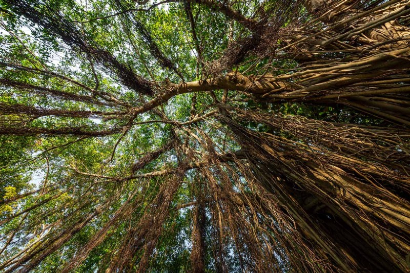 Weeping Fig Care: A Complete Guide to Growing Ficus Benjamina