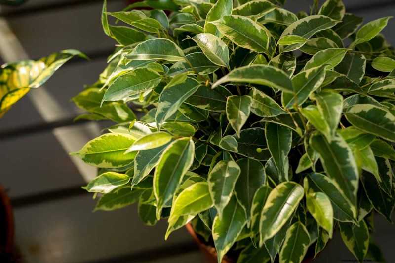 Weeping Fig Care: A Complete Guide to Growing Ficus Benjamina