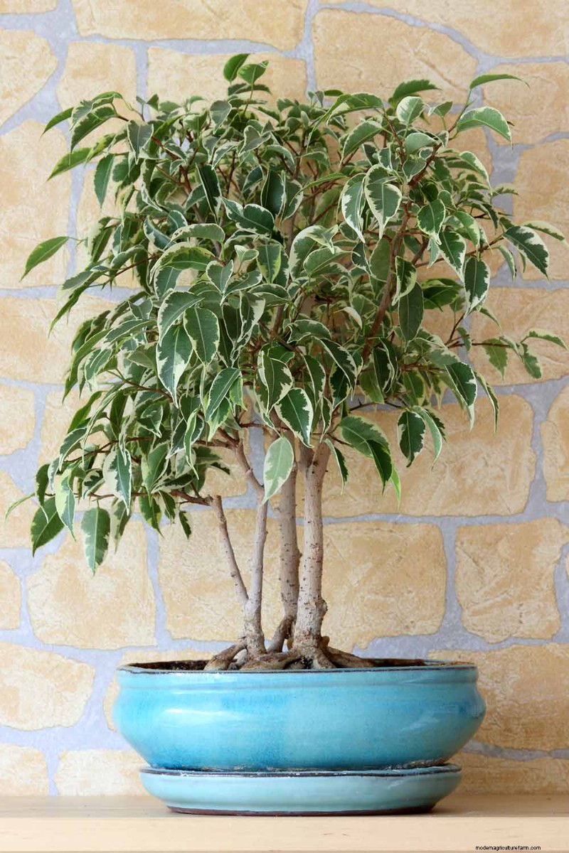 Weeping Fig Care: A Complete Guide to Growing Ficus Benjamina