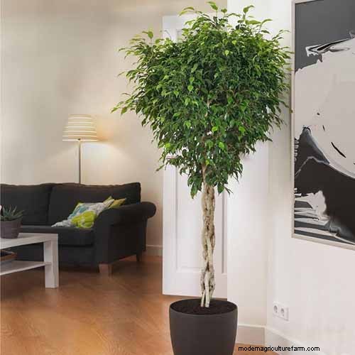 Weeping Fig Care: A Complete Guide to Growing Ficus Benjamina