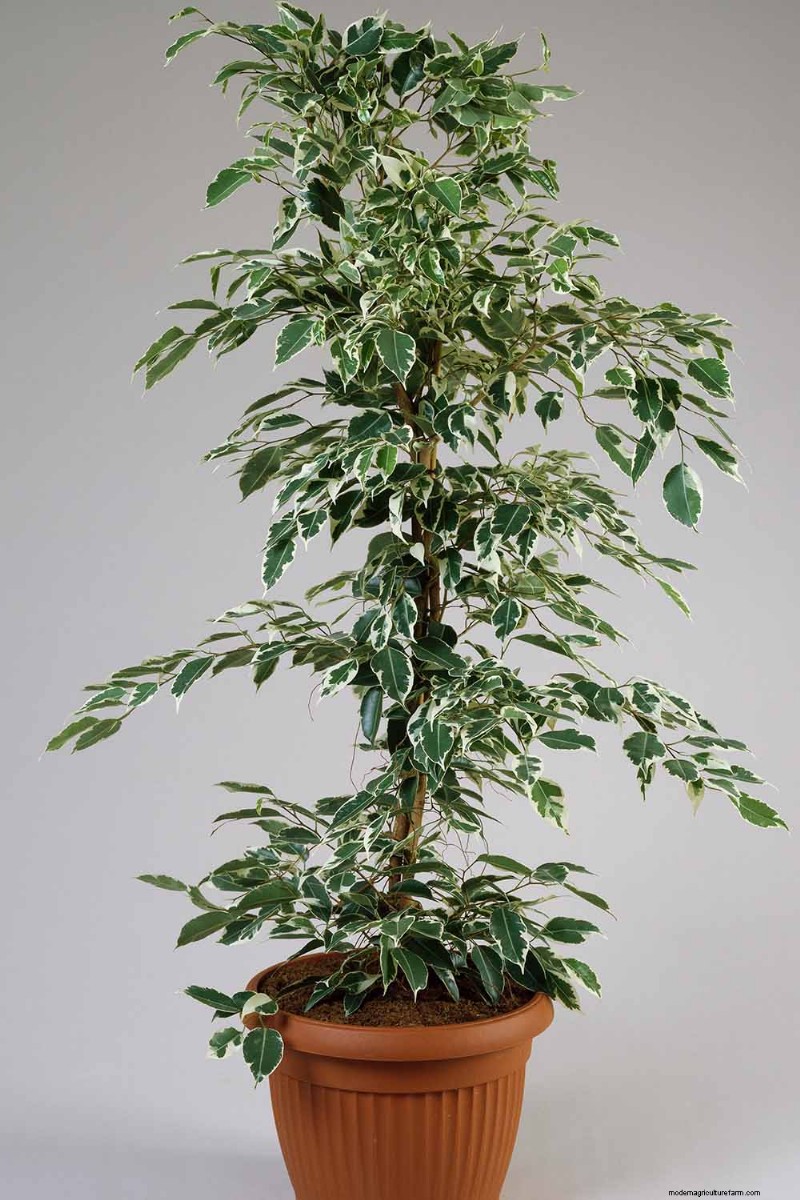 Weeping Fig Care: A Complete Guide to Growing Ficus Benjamina
