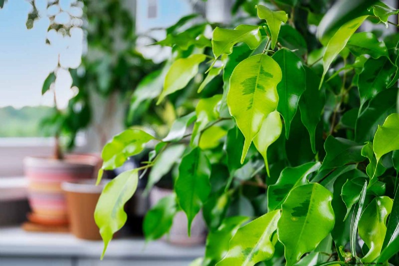 Weeping Fig Care: A Complete Guide to Growing Ficus Benjamina