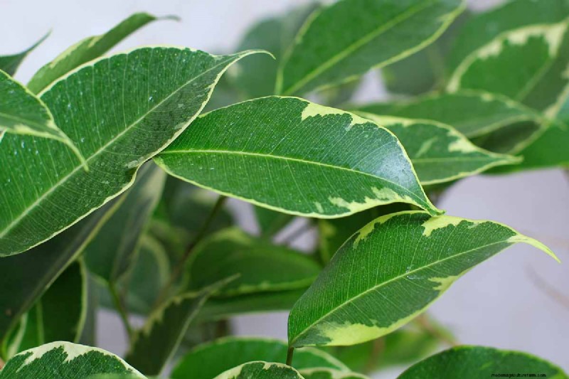 Weeping Fig Care: A Complete Guide to Growing Ficus Benjamina