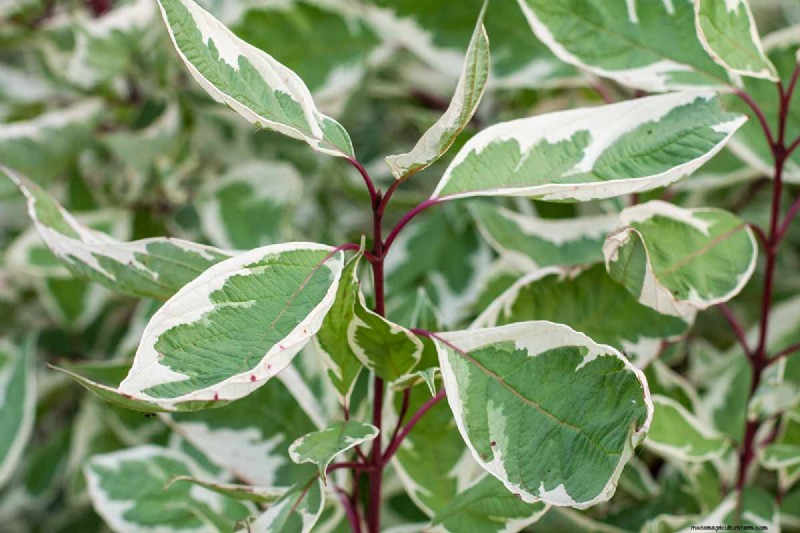 Weeping Fig Care: A Complete Guide to Growing Ficus Benjamina