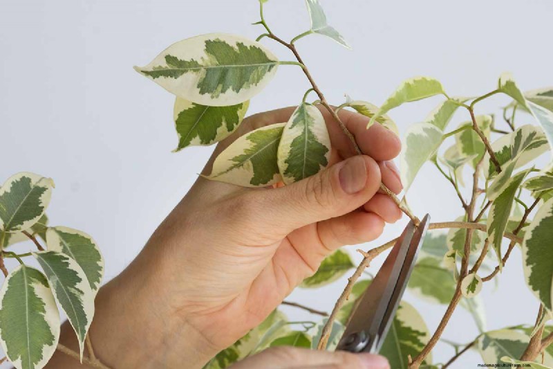 Weeping Fig Care: A Complete Guide to Growing Ficus Benjamina