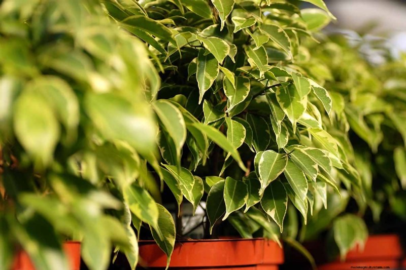 Weeping Fig Care: A Complete Guide to Growing Ficus Benjamina