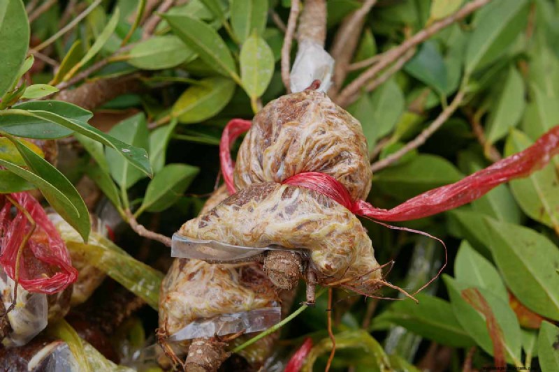 Weeping Fig Care: A Complete Guide to Growing Ficus Benjamina
