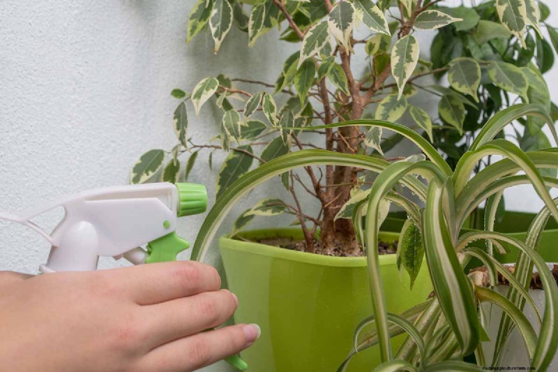 Weeping Fig Care: A Complete Guide to Growing Ficus Benjamina