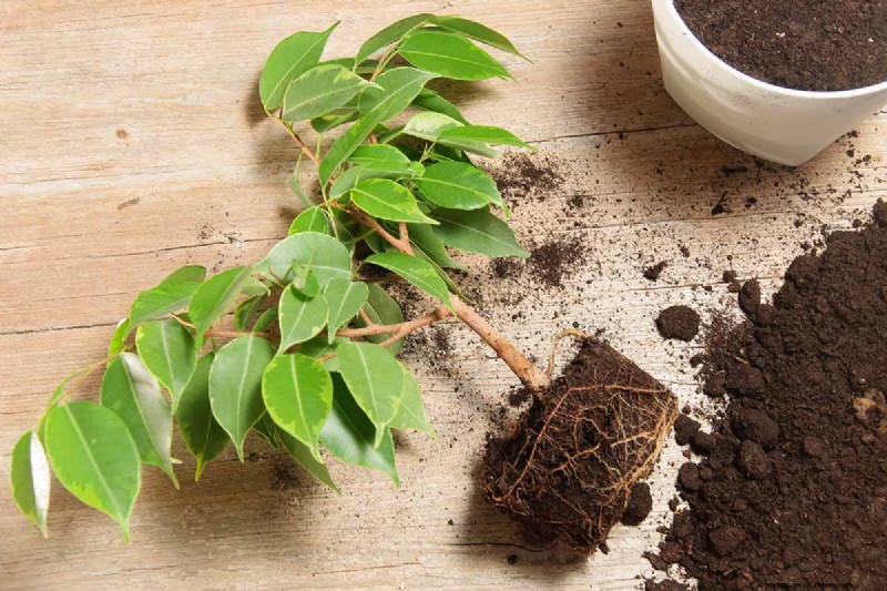 Weeping Fig Care: A Complete Guide to Growing Ficus Benjamina