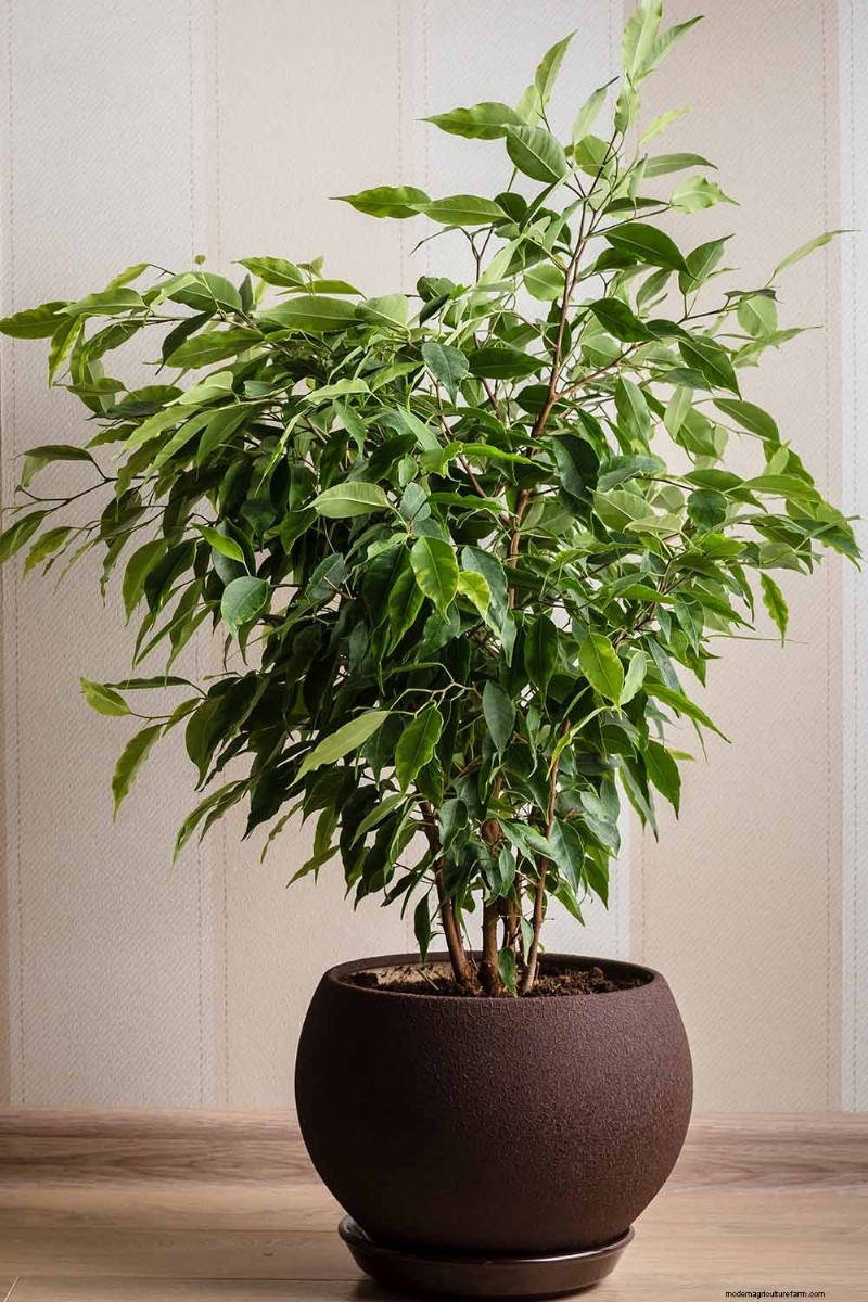 Weeping Fig Care: A Complete Guide to Growing Ficus Benjamina
