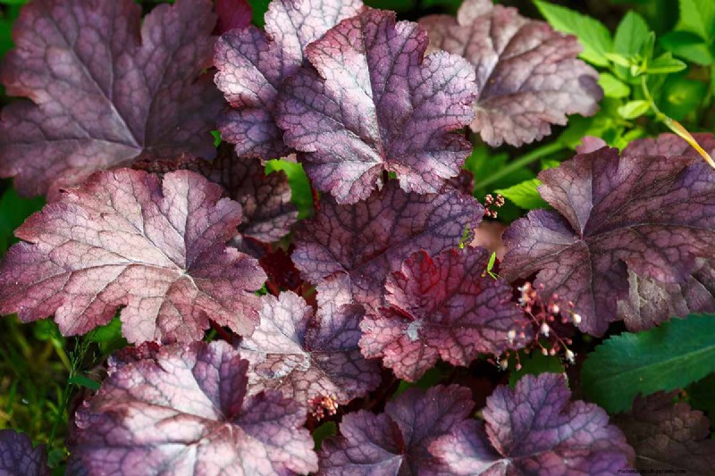 Coral Bells (Heuchera): Growing & Care Guide for Vibrant Foliage