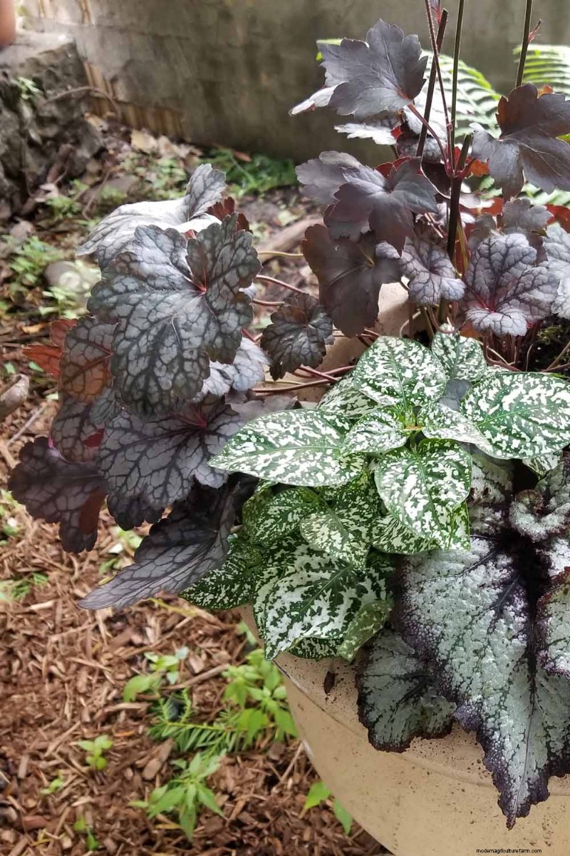 Coral Bells (Heuchera): Growing & Care Guide for Vibrant Foliage