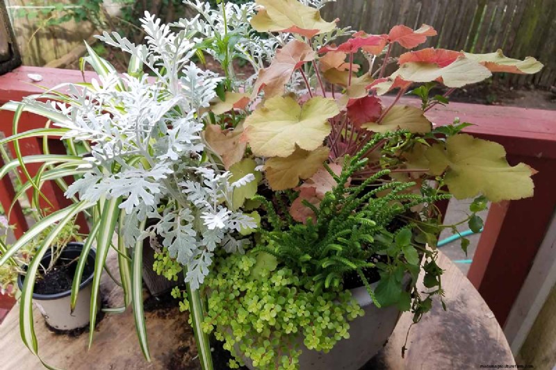 Coral Bells (Heuchera): Growing & Care Guide for Vibrant Foliage
