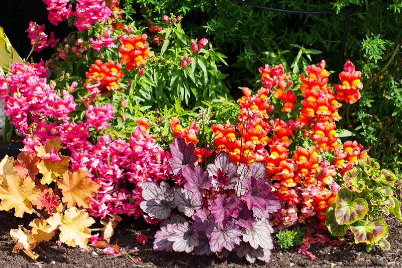 Coral Bells (Heuchera): Growing & Care Guide for Vibrant Foliage