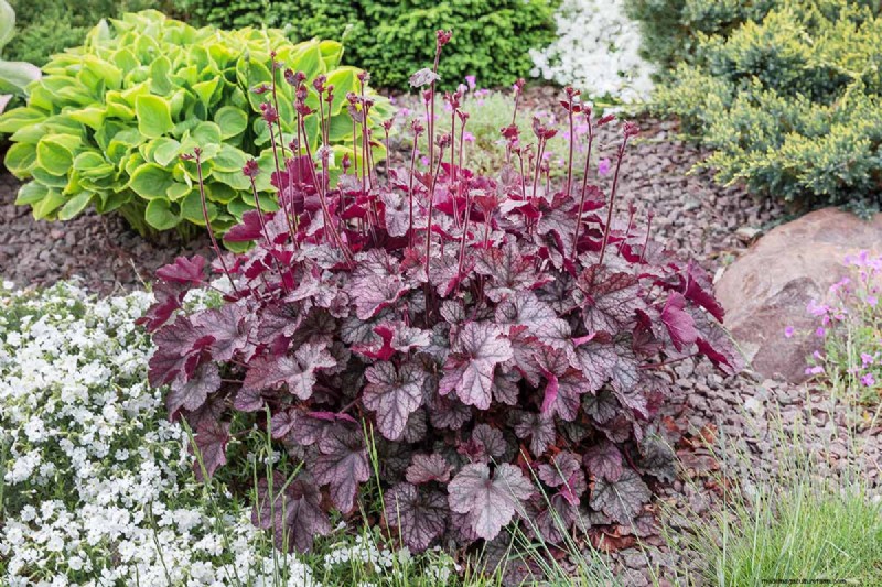 Coral Bells (Heuchera): Growing & Care Guide for Vibrant Foliage
