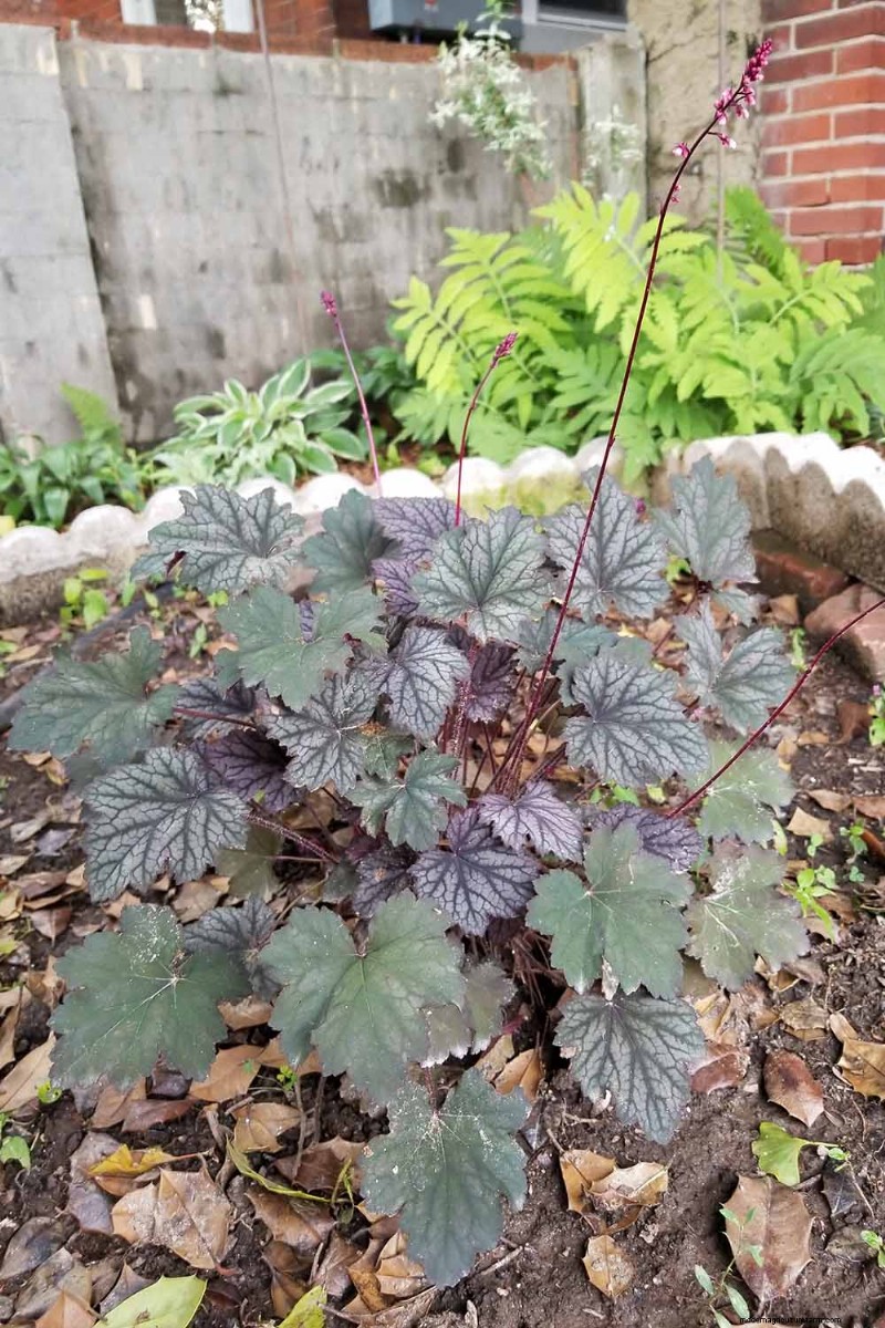 Coral Bells (Heuchera): Growing & Care Guide for Vibrant Foliage