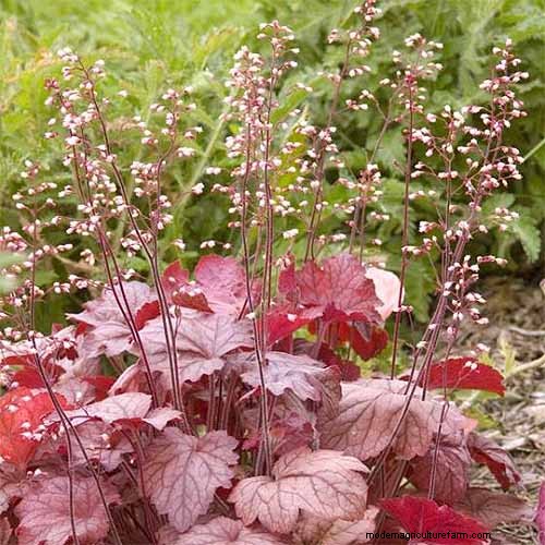 Coral Bells (Heuchera): Growing & Care Guide for Vibrant Foliage