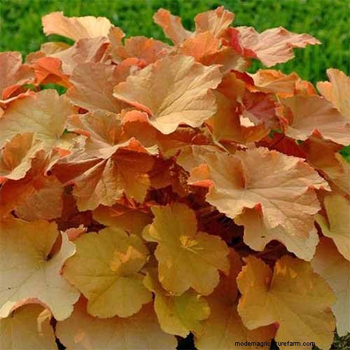 Coral Bells (Heuchera): Growing & Care Guide for Vibrant Foliage