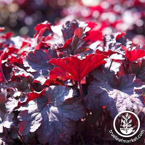 Coral Bells (Heuchera): Growing & Care Guide for Vibrant Foliage