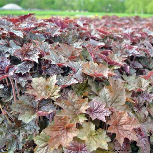 Coral Bells (Heuchera): Growing & Care Guide for Vibrant Foliage