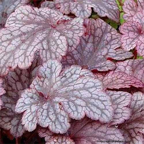 Coral Bells (Heuchera): Growing & Care Guide for Vibrant Foliage