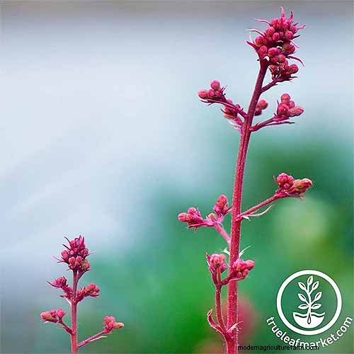 Coral Bells (Heuchera): Growing & Care Guide for Vibrant Foliage