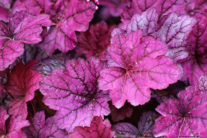 Coral Bells (Heuchera): Growing & Care Guide for Vibrant Foliage