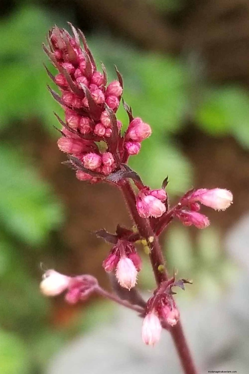 Coral Bells (Heuchera): Growing & Care Guide for Vibrant Foliage