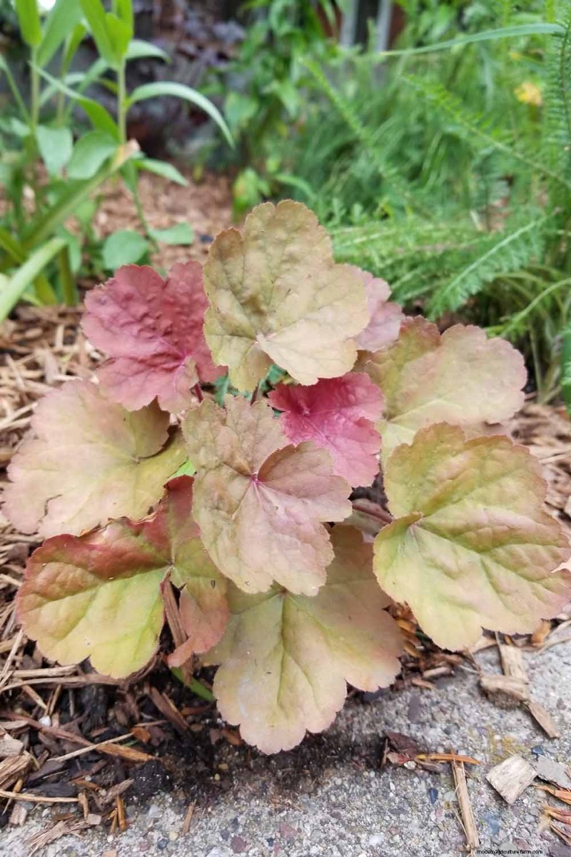Coral Bells (Heuchera): Growing & Care Guide for Vibrant Foliage