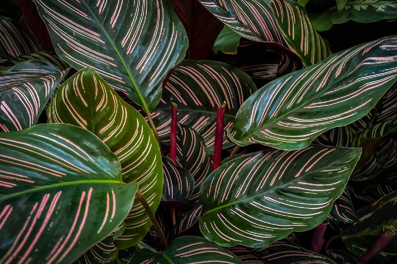 Pinstripe Calathea: Growing & Care Guide for Elegant Foliage
