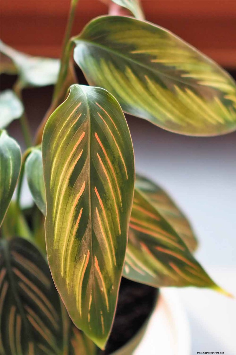 Pinstripe Calathea: Growing & Care Guide for Elegant Foliage