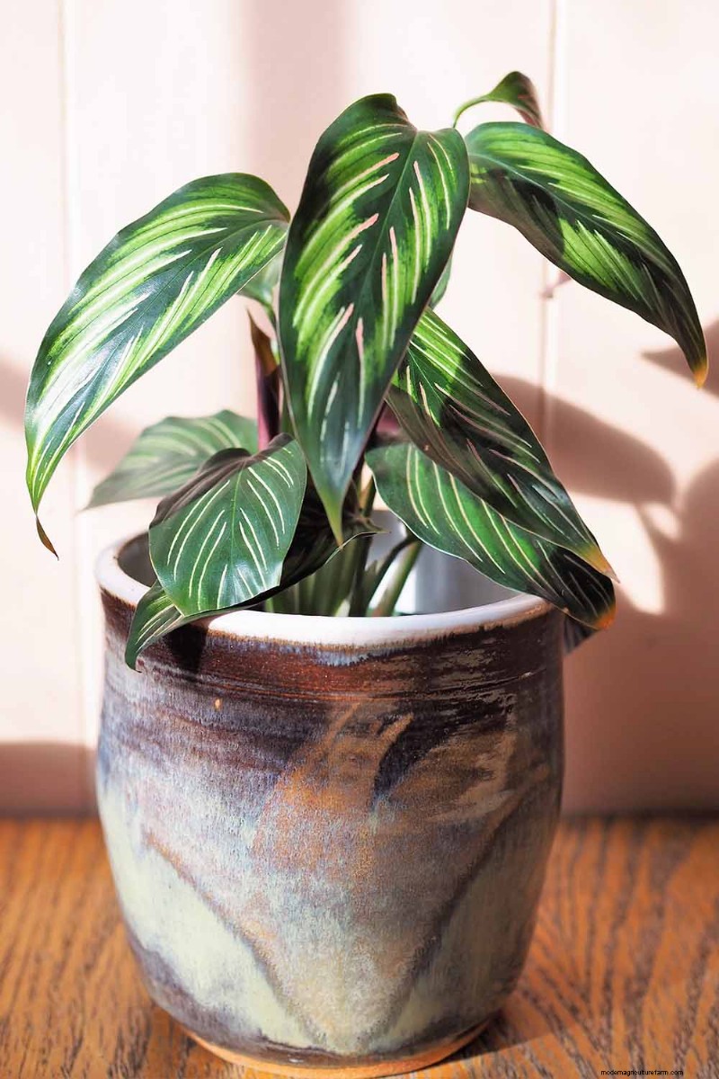 Pinstripe Calathea: Growing & Care Guide for Elegant Foliage