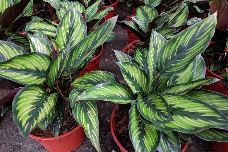 Pinstripe Calathea: Growing & Care Guide for Elegant Foliage