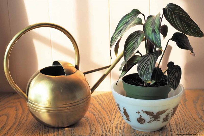 Pinstripe Calathea: Growing & Care Guide for Elegant Foliage