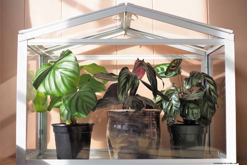 Pinstripe Calathea: Growing & Care Guide for Elegant Foliage